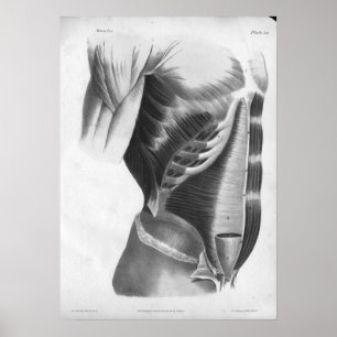 1854  anatomie borst spieren B/W afdrukken Poster