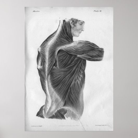 1854  anatomie Rugspieren B/W afdrukken Poster (Voorkant)
