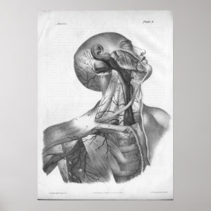 1854  kop- en nekkarteriën Anatomie afdrukken Poster