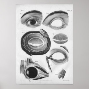 1854 ooganatomie B/W afdrukken Poster