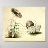 1855 champignons, bruin Pet, afdrukken Poster (Voorkant)