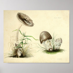  1855 champignons, bruin Pet, afdrukken Poster
