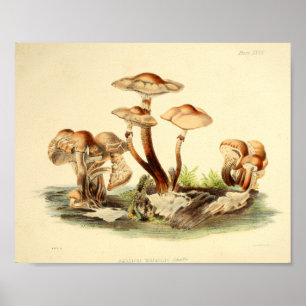  1855 champignons, bruin Pet, afdrukken Poster