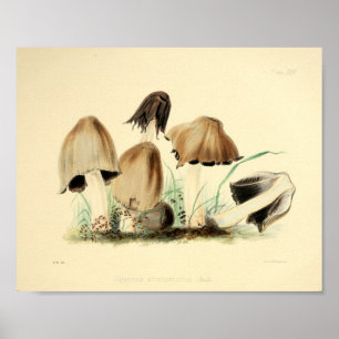  1855 champignons, bruin Pet, afdrukken Poster
