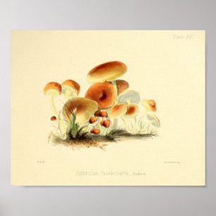  1855 champignons, bruin Pet, afdrukken Poster