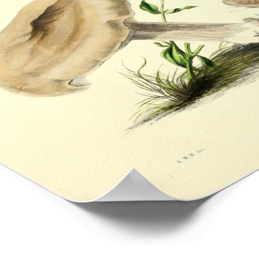 1855 champignons, bruin Pet, afdrukken Poster (Hoek)