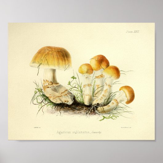  1855 champignons, bruin Pet, afdrukken Poster (Voorkant)