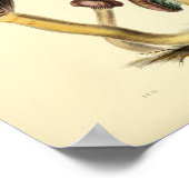 1855 champignons, bruin Pet, afdrukken Poster (Hoek)