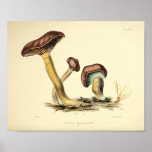  1855 champignons, bruin Pet, afdrukken Poster