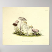  1855 champignons, bruin, wit, afdrukken poster (Voorkant)