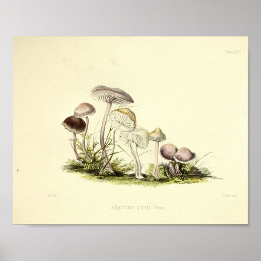  1855 champignons, bruin, wit, afdrukken poster (Voorkant)