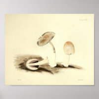  1855 champignons, bruin, wit, afdrukken