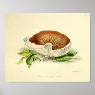 1855 paddenstoelen White Brown Art-afdrukken Poster