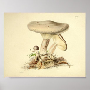  1855 paddenstoelen Witte Pet Kunst afdrukken Poster