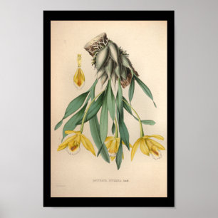 1860 orchidee ventilator afdrukgeel poster