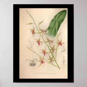 1860 orchidee ventilator afdrukken Bleek Poster