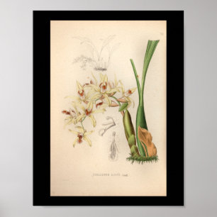 1860 orchidee ventilator afdrukken poster