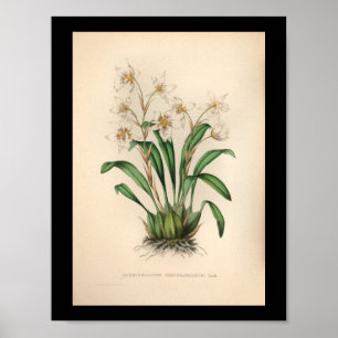 1860 orchidee ventilator afdrukken poster