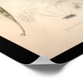 1860  orchidee ventilator afdrukken poster (Hoek)