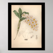 1860  orchidee ventilator afdrukken poster (Voorkant)