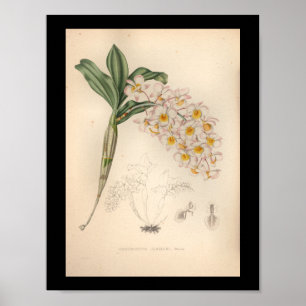 1860  orchidee ventilator afdrukken poster