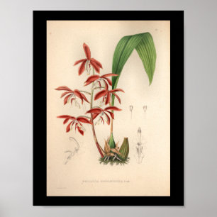 1860  orchidee ventilator afdrukken poster