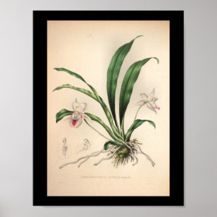 1860 orchidee ventilator afdrukroze poster