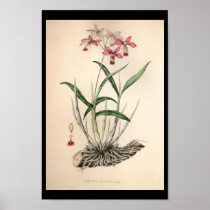 1860 orchidee ventilator afdrukroze poster