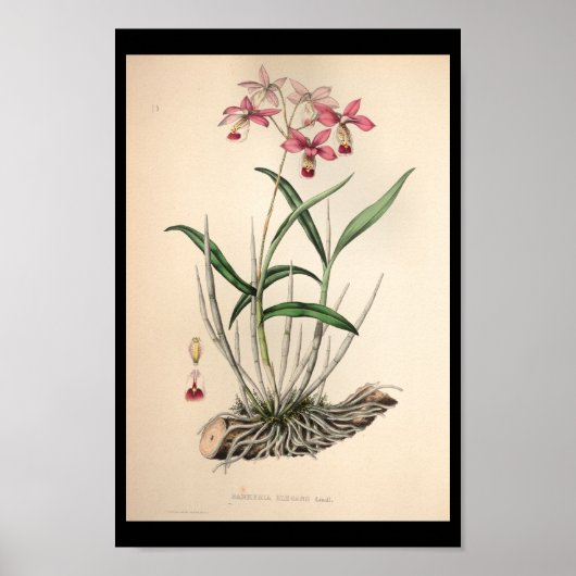 1860 orchidee ventilator afdrukroze poster (Voorkant)