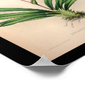 1860 orchidee ventilator Paars afdrukken Poster (Hoek)