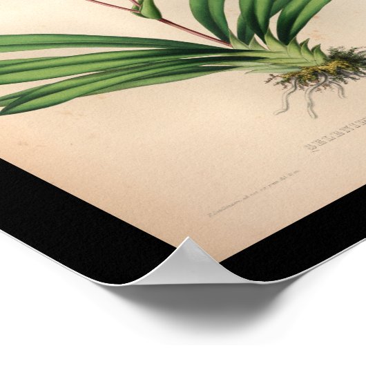 1860 orchidee ventilator Paars afdrukken Poster (Hoek)