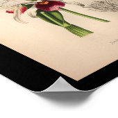 1860 orchidee ventilator Paars afdrukken Poster (Hoek)