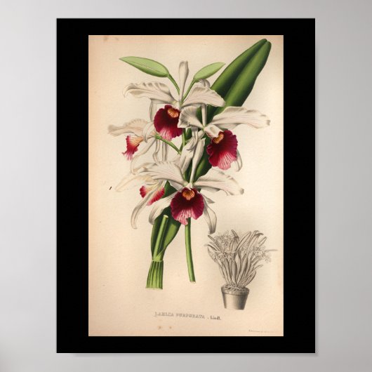 1860 orchidee ventilator Paars afdrukken Poster (Voorkant)