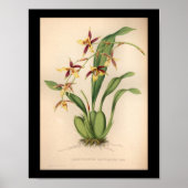 1860 orchidee ventilator Paars afdrukken Poster (Voorkant)
