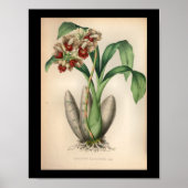 1860  orchidee ventilator rode scherp poster (Voorkant)