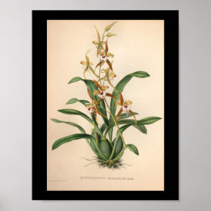 1860  orchidee ventilator rode streping poster