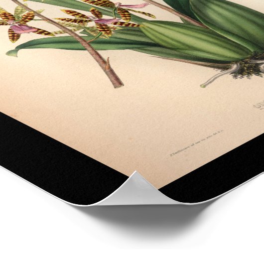 1860 orchidee ventilator rode streping poster (Hoek)