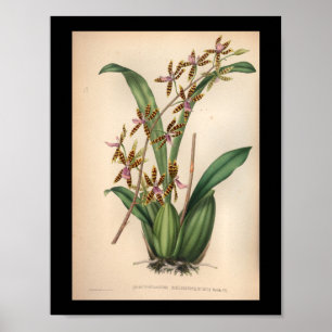 1860  orchidee ventilator rode streping poster