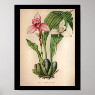 1860  orchidee ventilator — witte roze afdrukken poster
