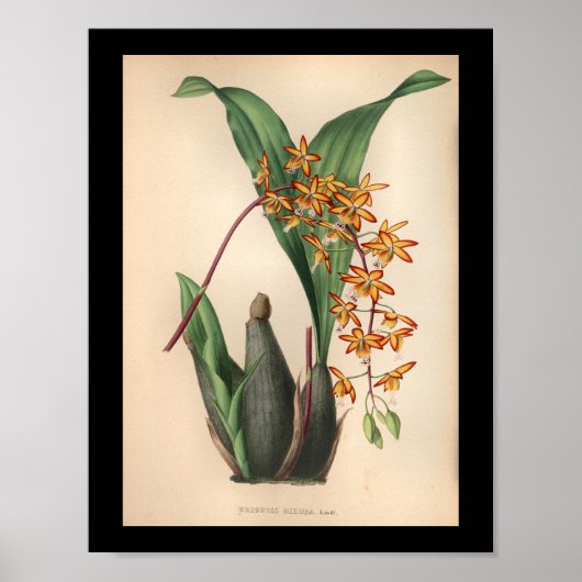 1860  orchidee ventilatorrood afdrukken poster (Voorkant)