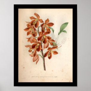 1860  orchidee ventilatorrood afdrukken poster
