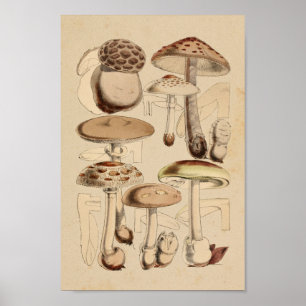  1860 paddenstoelen Varieties Bruin Kunstwerk Poster