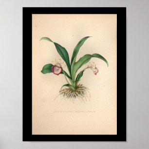 1860 Vintage Orchid Flower Print