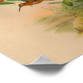 1861 Hermit Hummingbird Print (Hoek)