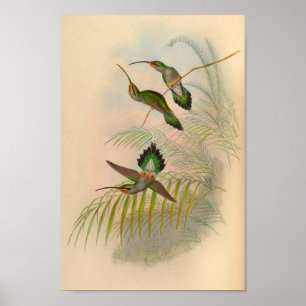 1861 Hermit Hummingbird Print