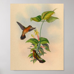  1861 Hermit Hummingbird Print