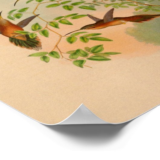 1861 Hermit Hummingbird Print (Hoek)