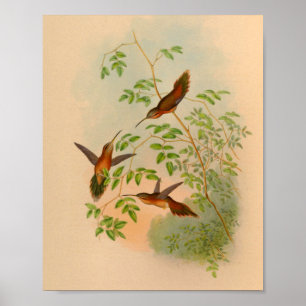  1861 Hermit Hummingbird Print
