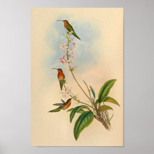  1861 Hermit Hummingbird Print (Voorkant)