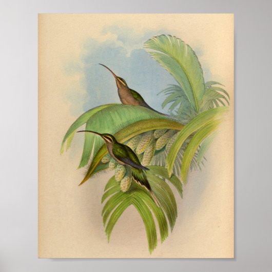  1861 Hermit Hummingbird Print (Voorkant)